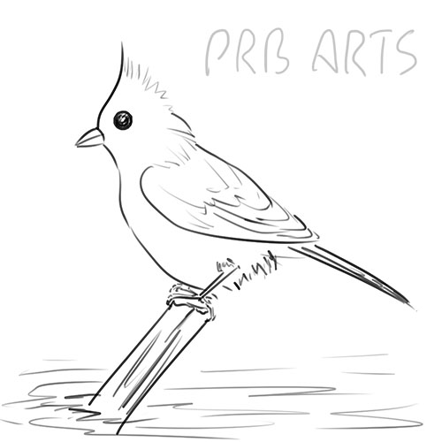 tufted titmouse, drawing, draw, sketch, sketching,