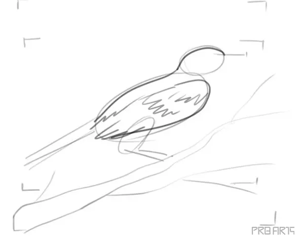 learn how to draw a tui bird step by step tutorial - 12