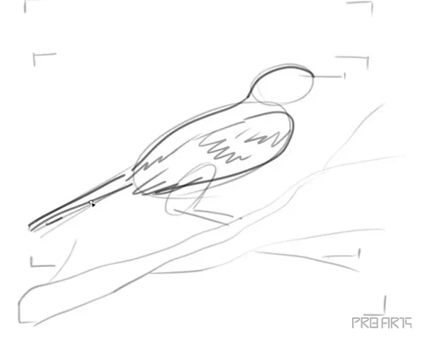 learn how to draw a tui bird step by step tutorial - 13