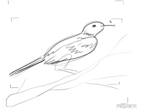 learn how to draw a tui bird step by step tutorial - 15