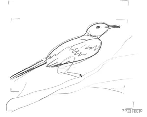 learn how to draw a tui bird step by step tutorial - 16