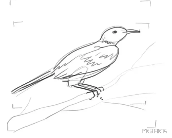 learn how to draw a tui bird step by step tutorial - 19