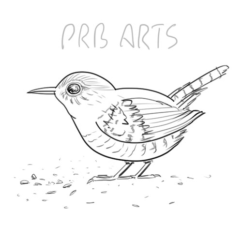 wren, bird, drawing, sketch, sketching, draw, art,