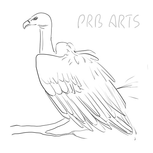 How to Draw a Vulture Easy Guide for Beginners PRB ARTS