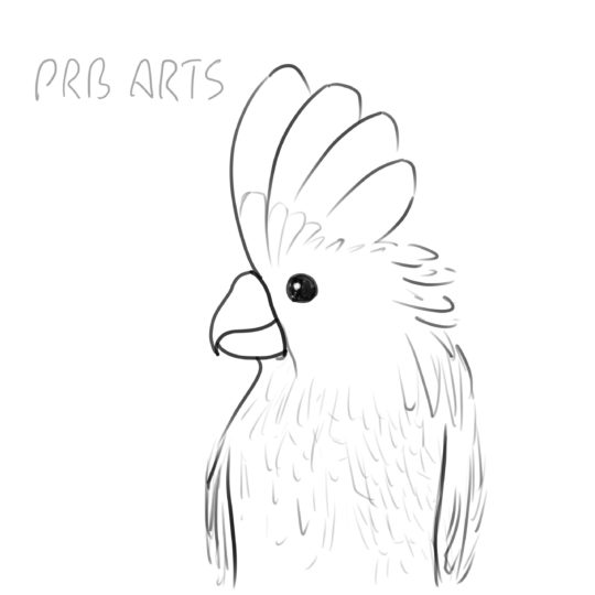 How to Draw an Umbrella Cockatoo - PRB ARTS