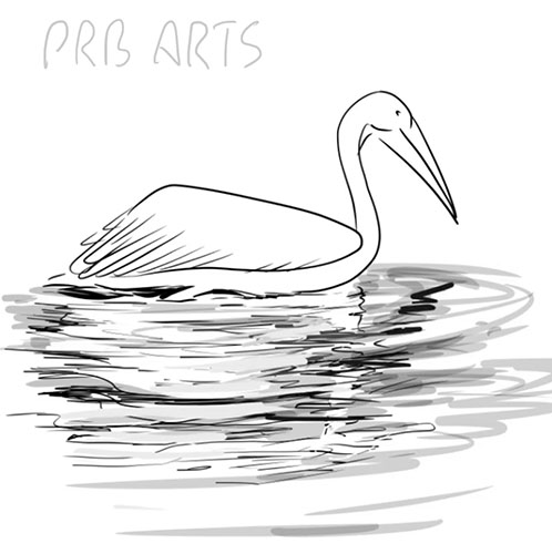 How to Draw a White Pelican – Easy Step by Step Guide - PRB ARTS