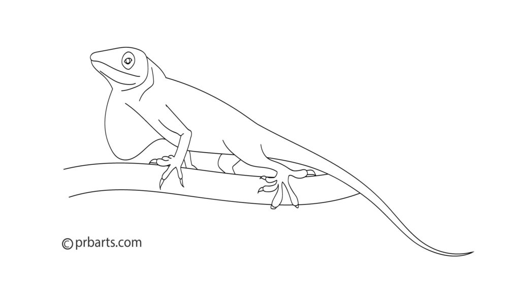 green anole, anole drawing, anole sketch, anole reptile art, how to draw an anole