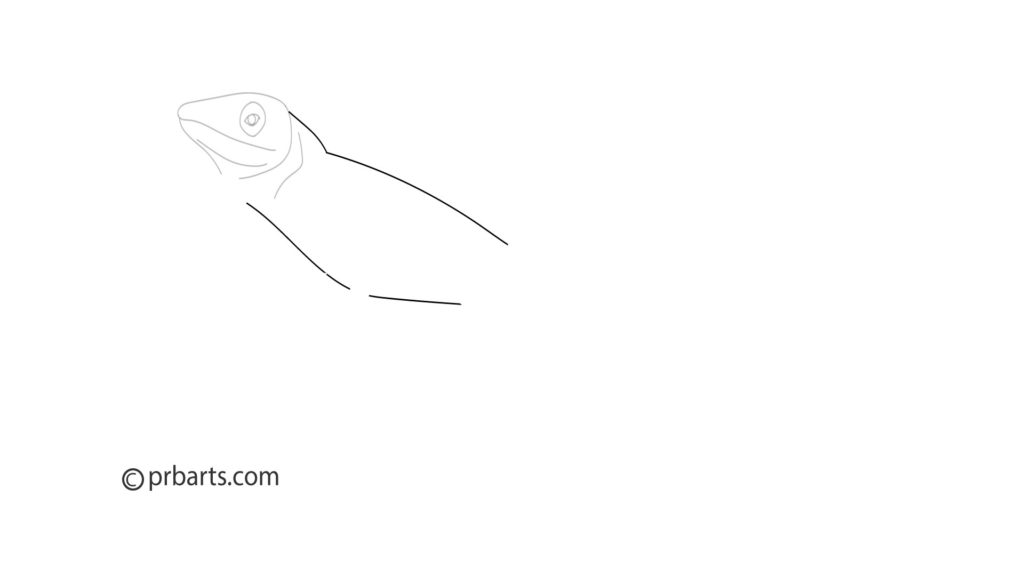 green anole, anole drawing, anole sketch, anole reptile art, how to draw an anole