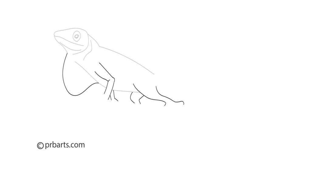 green anole, anole drawing, anole sketch, anole reptile art, how to draw an anole
