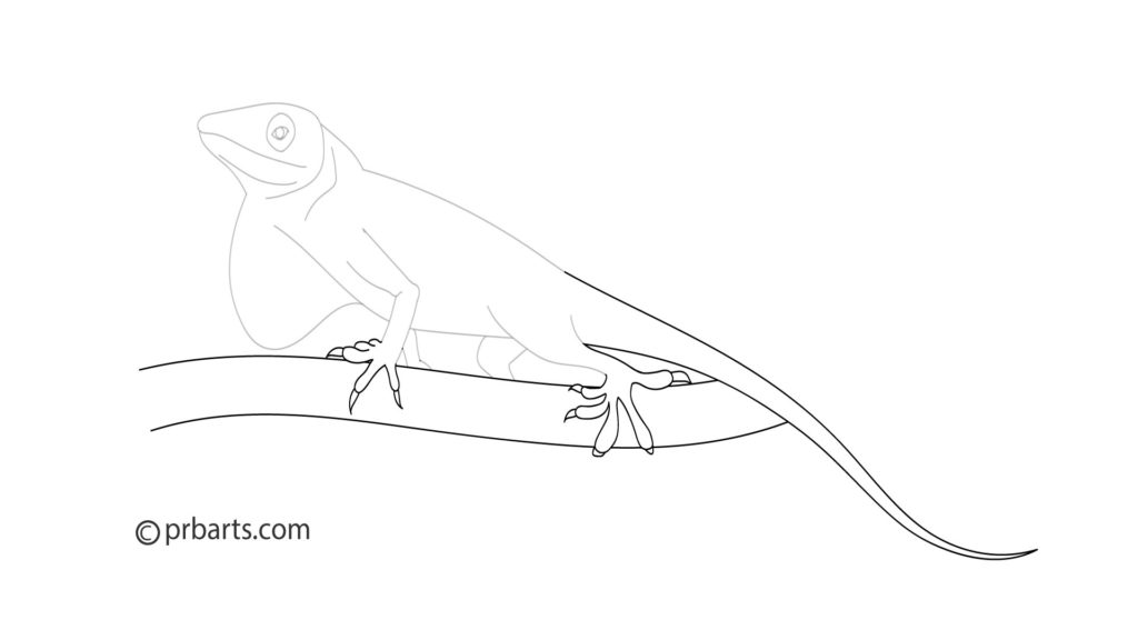 green anole, anole drawing, anole sketch, anole reptile art, how to draw an anole
