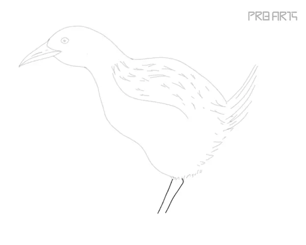 how to draw a weka bird easy step by step - 15