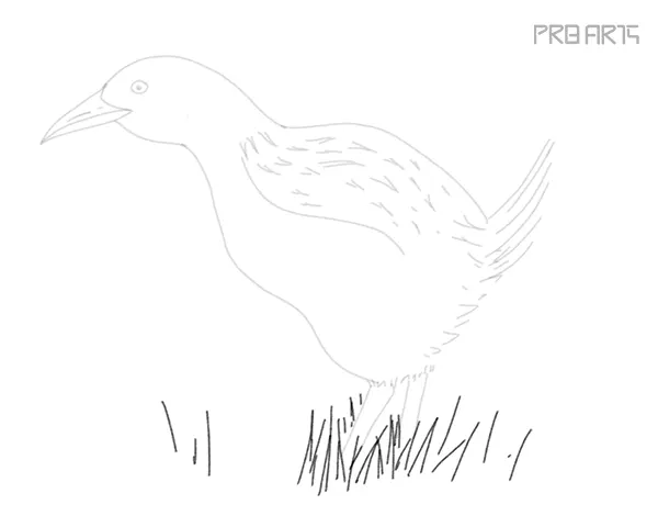 how to draw a weka bird easy step by step - 17