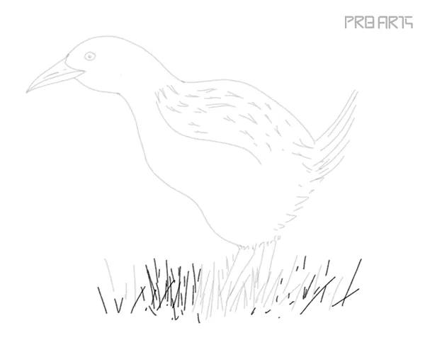 how to draw a weka bird easy step by step - 18