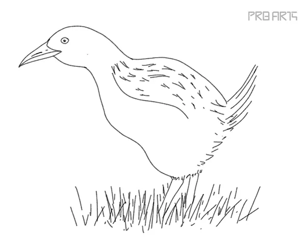 how to draw a weka