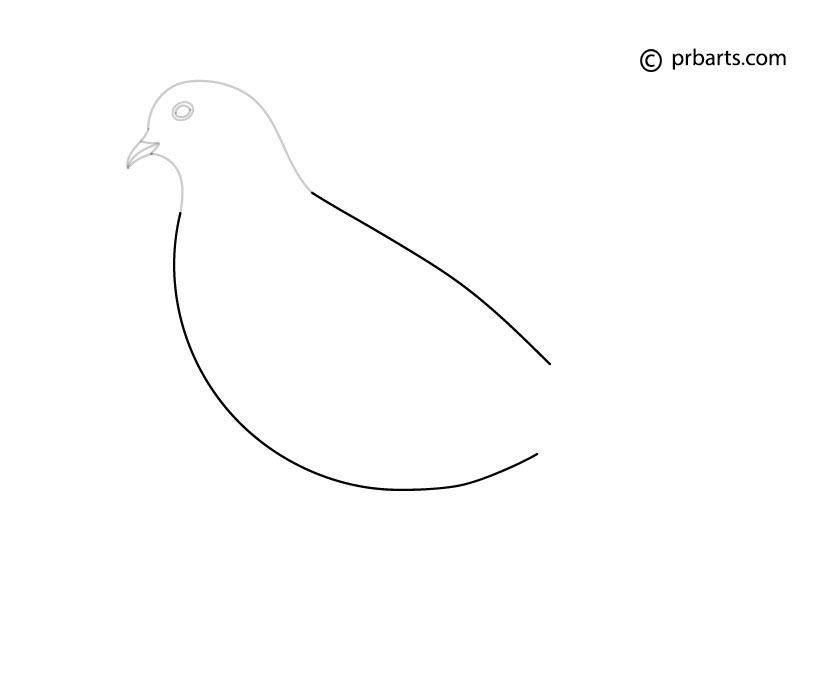 dove body drawing