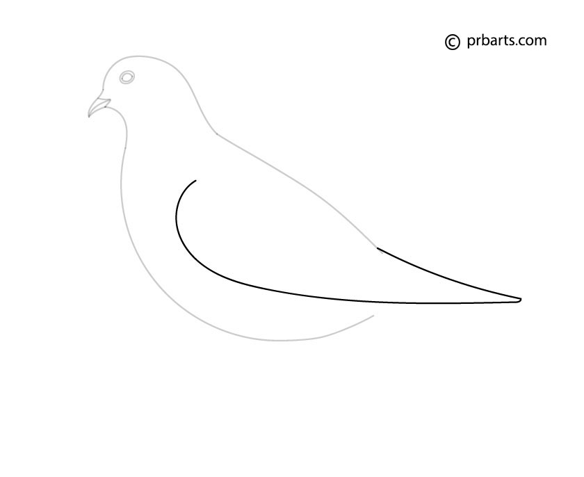 dove wings drawing