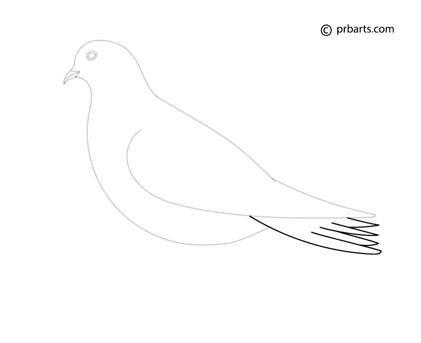 dove tail drawing