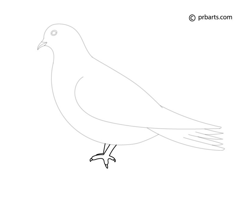 dove legs drawing