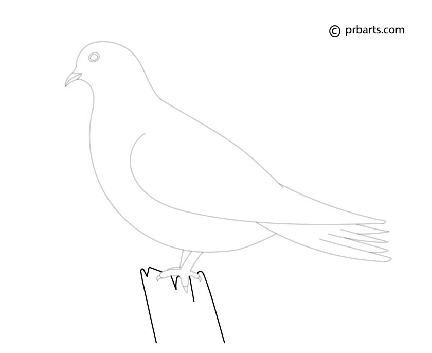dove standing on stem drawing