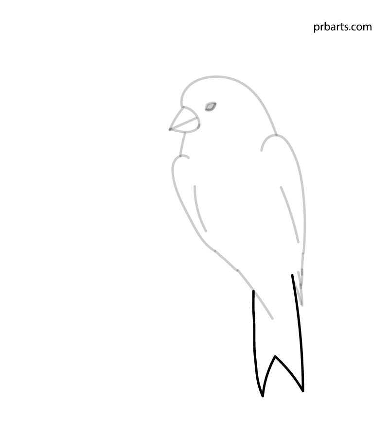 red canary bird drawing tail