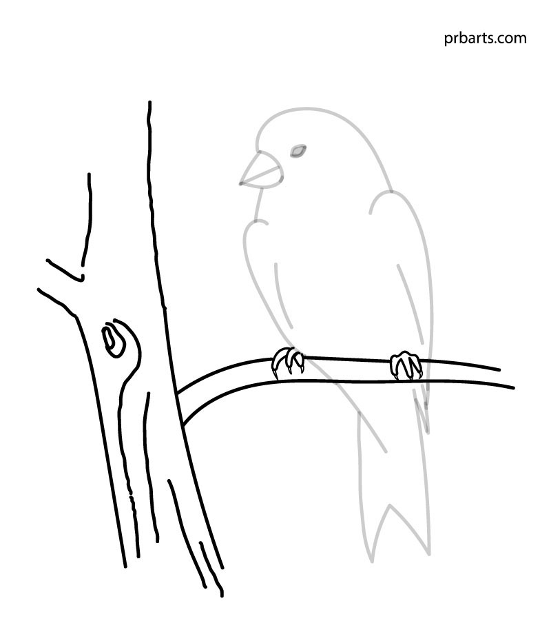 red canary bird drawing legs