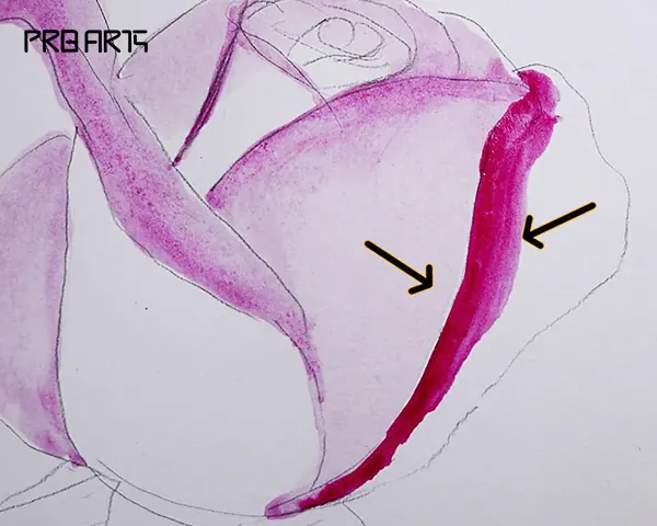 rose painting - how to draw a rose - easy step by step - 03