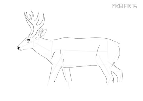 white tailed deer, a deer, deer drawing