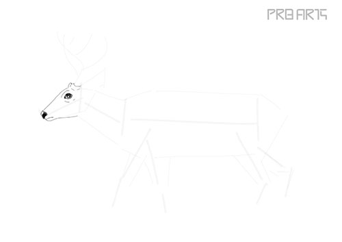 white tailed deer, a deer, deer drawing