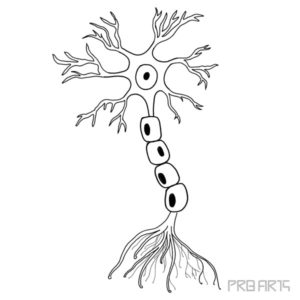 Nerve Cell Drawing - How to Draw a Multipolar Nerve Cell - PRB ARTS