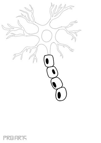 nerve drawing, neuron, nerve cell, anatomy of nerve