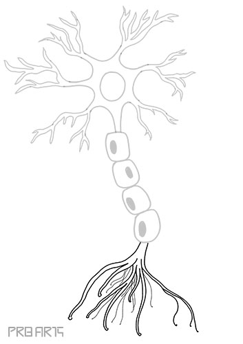 nerve drawing, neuron, nerve cell, anatomy of nerve