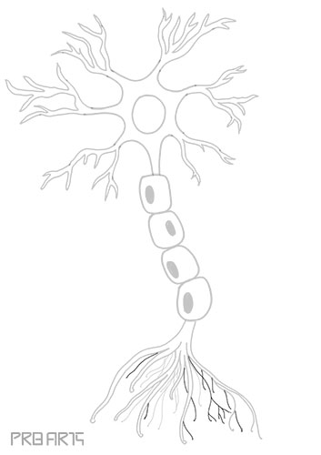 nerve drawing, neuron, nerve cell, anatomy of nerve