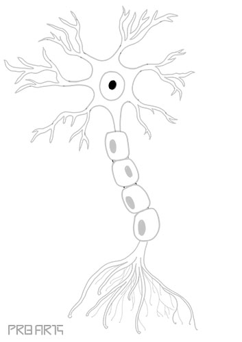 nerve drawing, neuron, nerve cell, anatomy of nerve