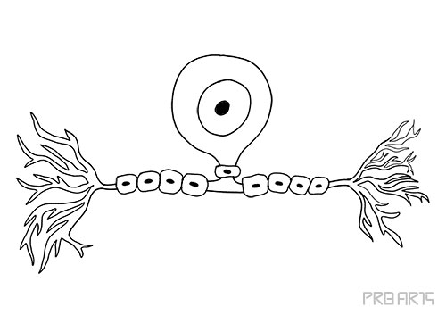 unipolar nerve cell drawing, nerve, nerve cell, nerve anatomy