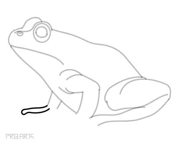 learn how to draw a frog - easy frog drawing - step by step - 21