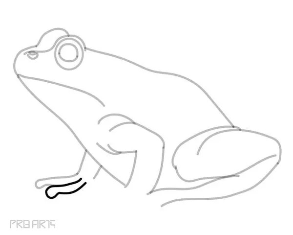 learn how to draw a frog - easy frog drawing - step by step - 22