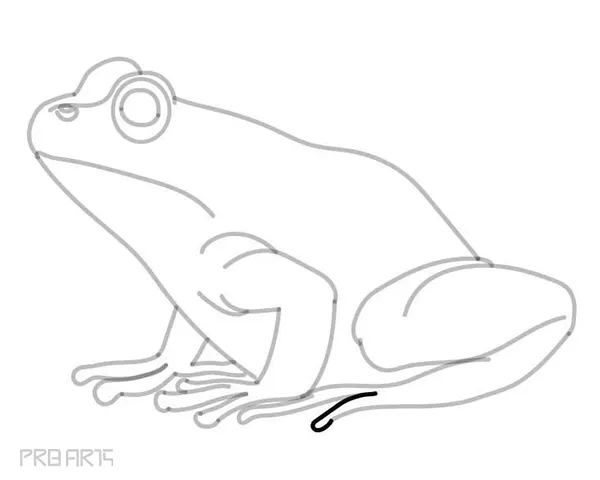 learn how to draw a frog - easy frog drawing - step by step - 28