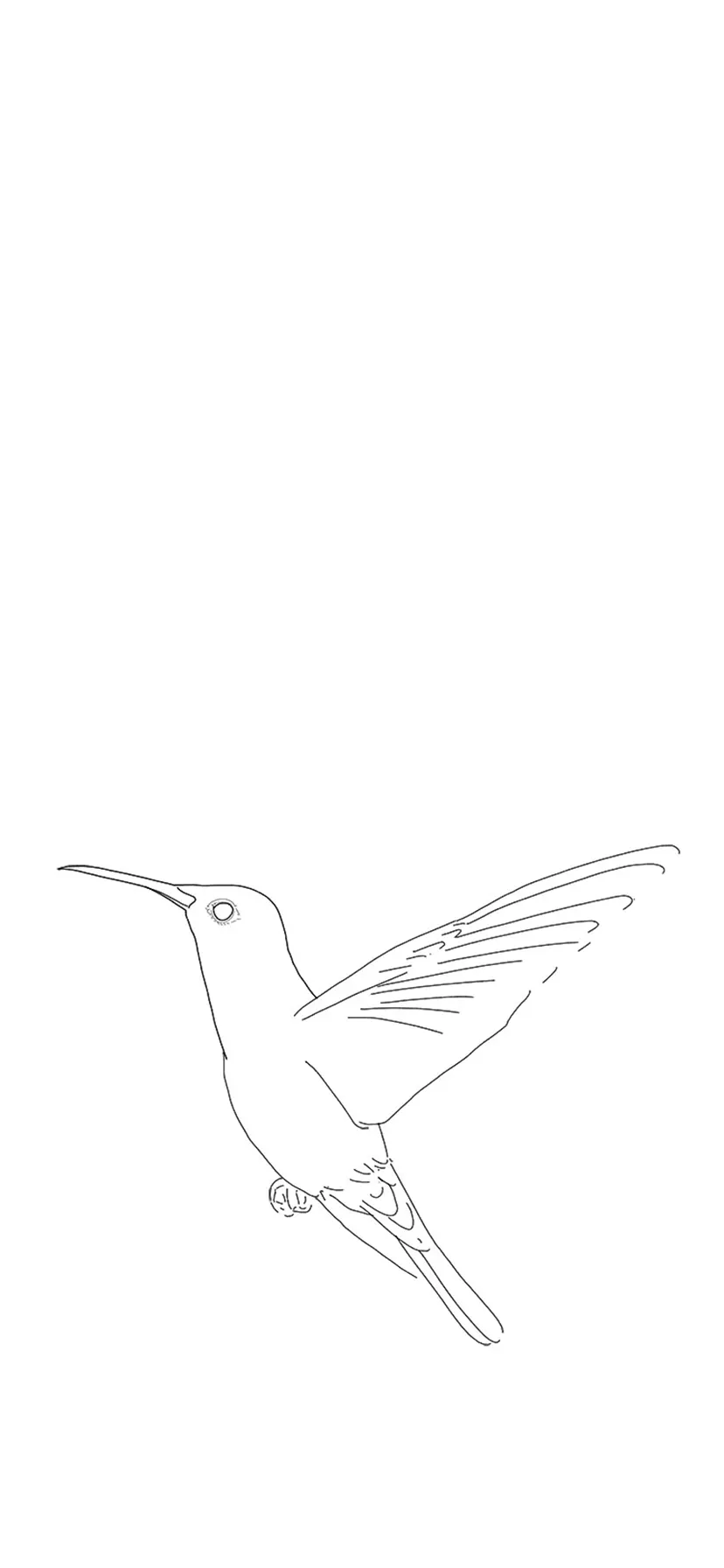 Set hummingbirds sketch pencil drawing hand Vector Image