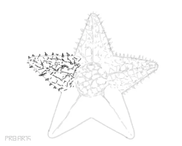 starfish drawing -step by step tutorial guide for beginners - step 29