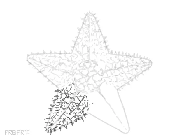 starfish drawing -step by step tutorial guide for beginners - step 30