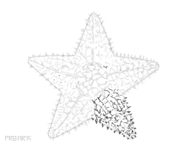 starfish drawing -step by step tutorial guide for beginners - step 31