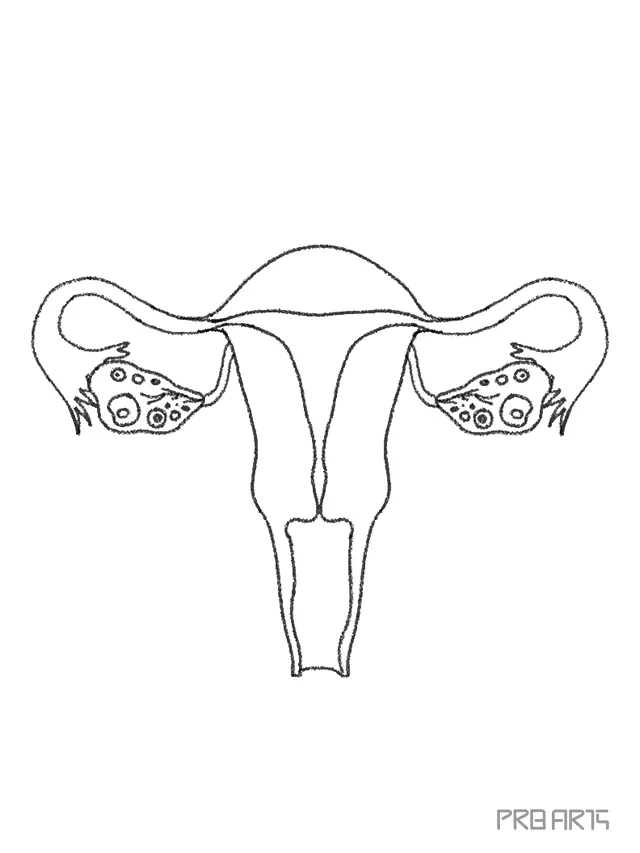 12+ Simple Uterus Drawing SafianWendy