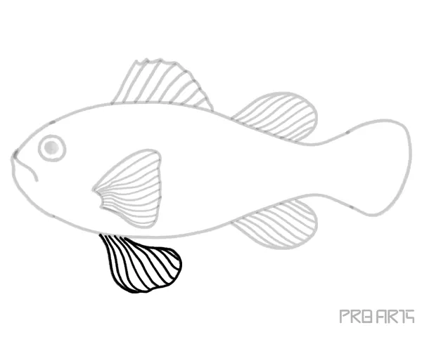 Orange Clownfish or Amphiprion Percula Fish Outline Sketch Drawing Step-by-Step Complete Tutorial Guide - Step 15