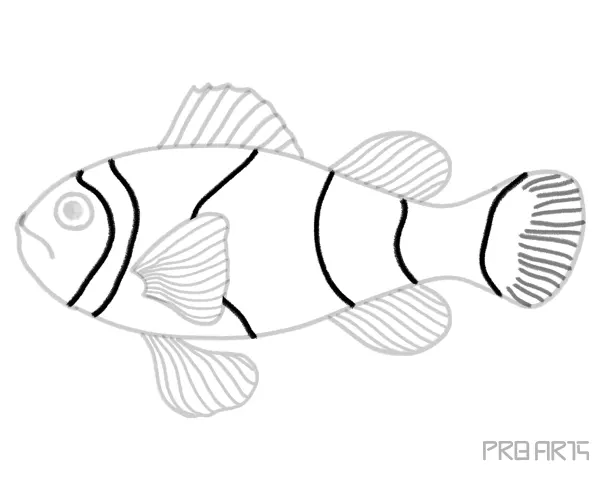 Orange Clownfish or Amphiprion Percula Fish Outline Sketch Drawing Step-by-Step Complete Tutorial Guide - Step 16