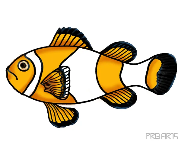 Learn How to Draw a Clownfish Easy Step-by-Step Guide for Beginners and Kids