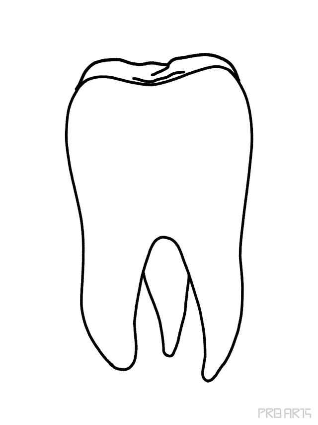 How To Draw A Molar Tooth PRB ARTS