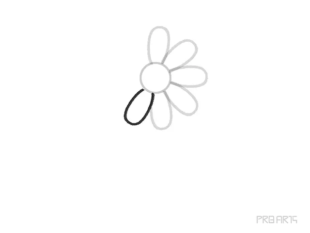 learn how to draw the daisy flower petal step-07