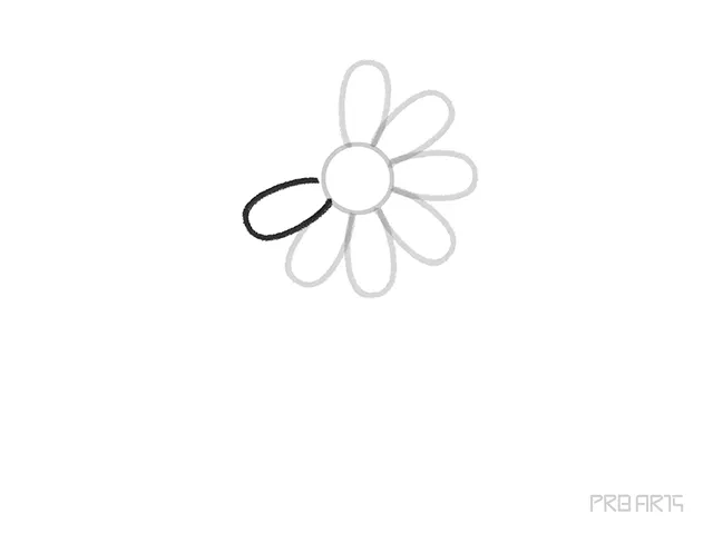 learn how to draw the daisy flower petal step-08