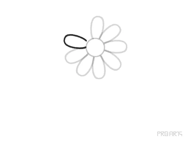 learn how to draw the daisy flower petal step-09