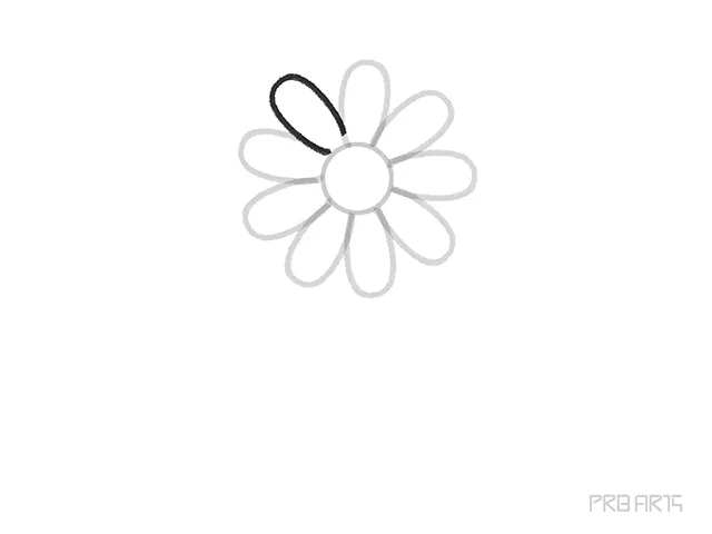 learn how to draw the daisy flower petal step-10